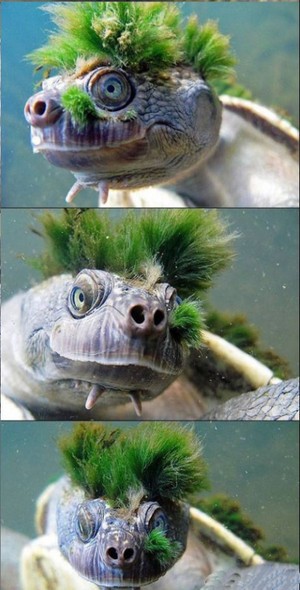 搞笑图片  这乌龟的发型很帅,有木有?