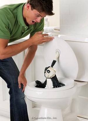 马桶水坑恶搞视频,