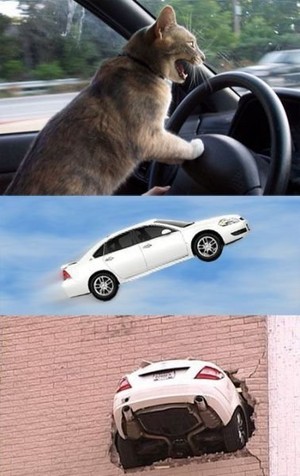 都是猫咪无证驾驶惹的祸
