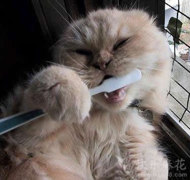主人说要天天刷牙才不会长蛀牙