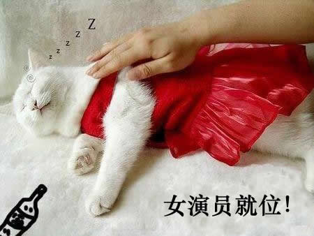 猫王子霸王硬上弓